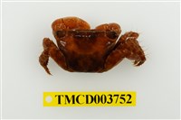 藏品(闊額大額蟹)的圖片